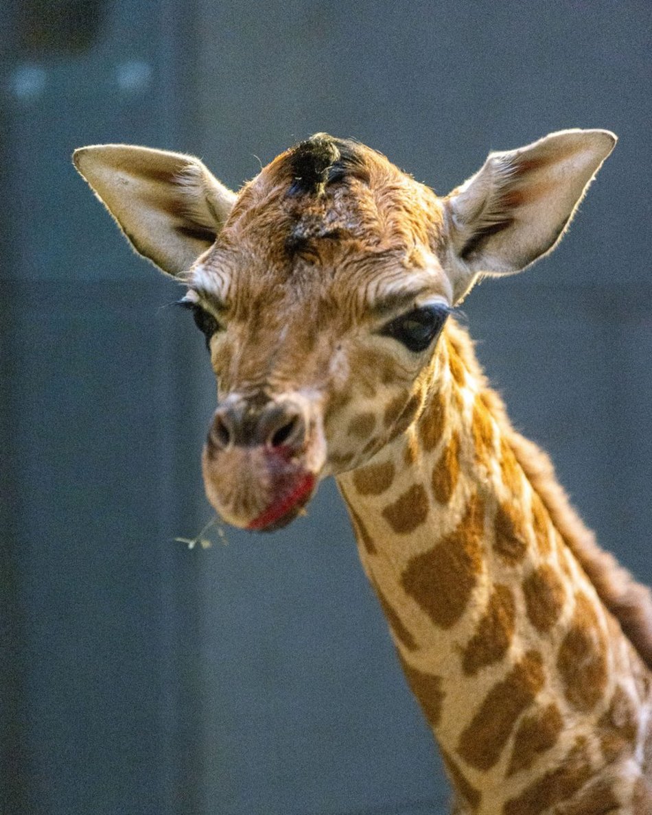 Narodziny żyrafy w Orientarium Zoo Łódź