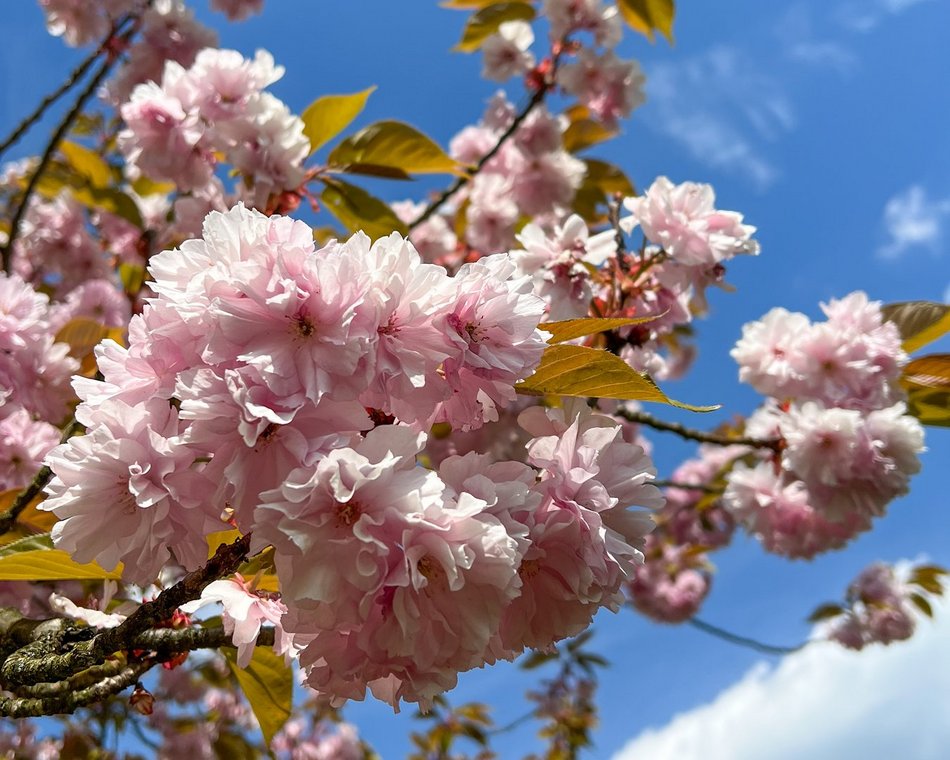 Wiosna w parku na Zdrowiu w Łodzi. Kwitnące drzewa i krzewy