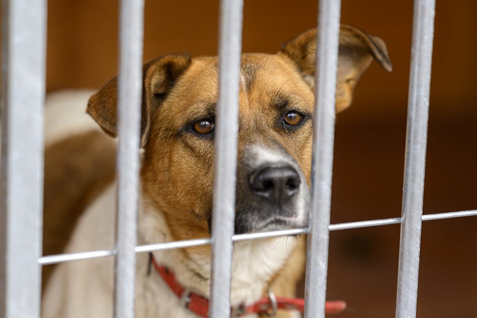 Schronisko w Łodzi świętuje koniec remontu! I zaczyna współpracę m.in. z Widzewem Łódź