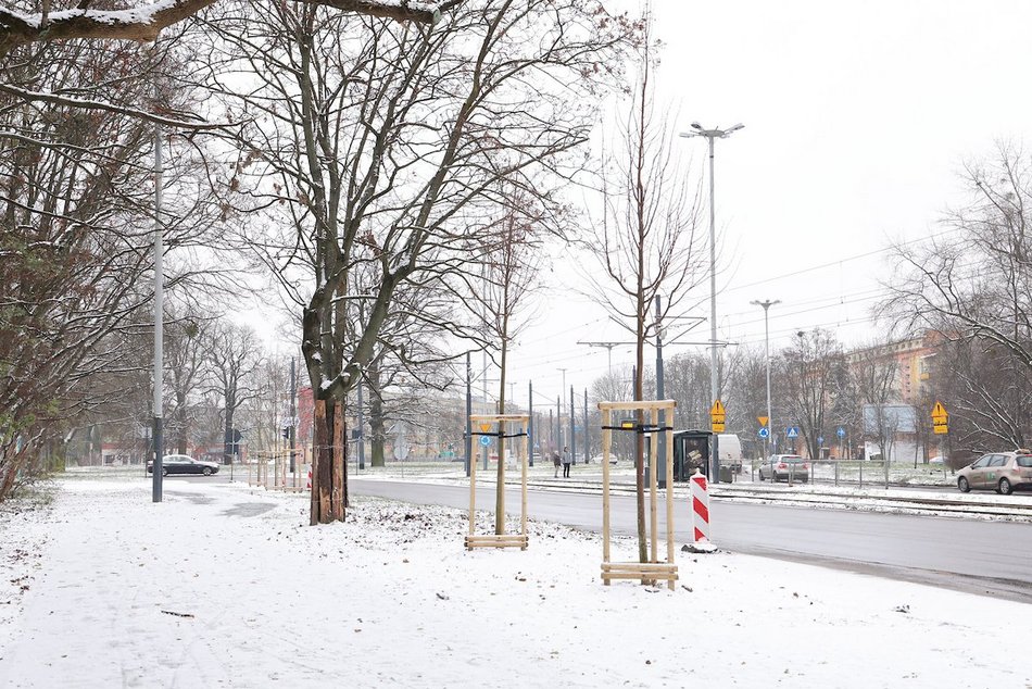 Łódź. Nowe nasadzenia w całym mieście