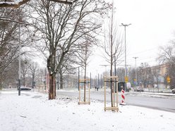 Łódź. Nowe nasadzenia w całym mieście