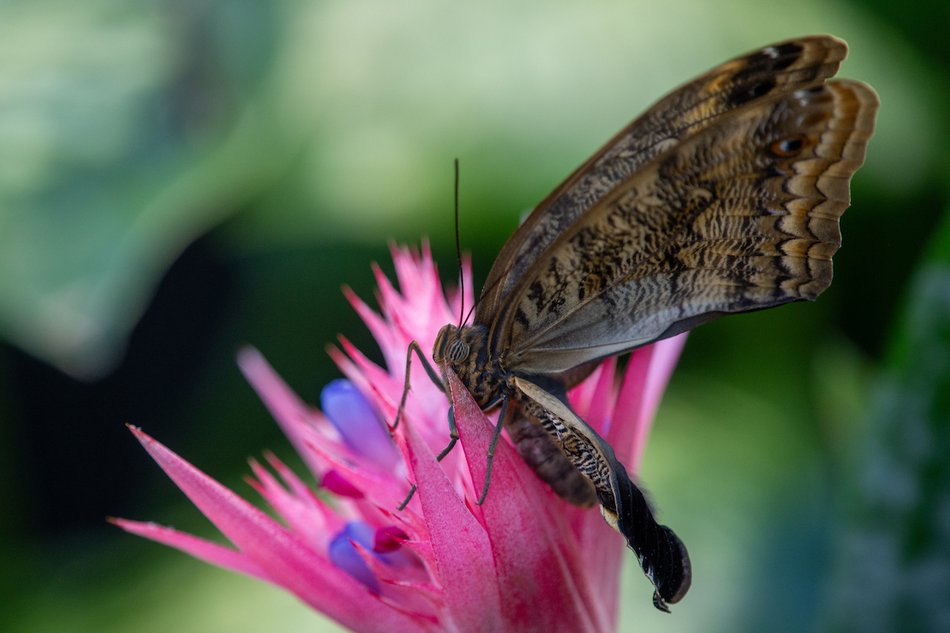 Łódź. Motylarnia w Orientarium Zoo Łódź już otwarta! Zobacz najpiękniejsze motyle świata
