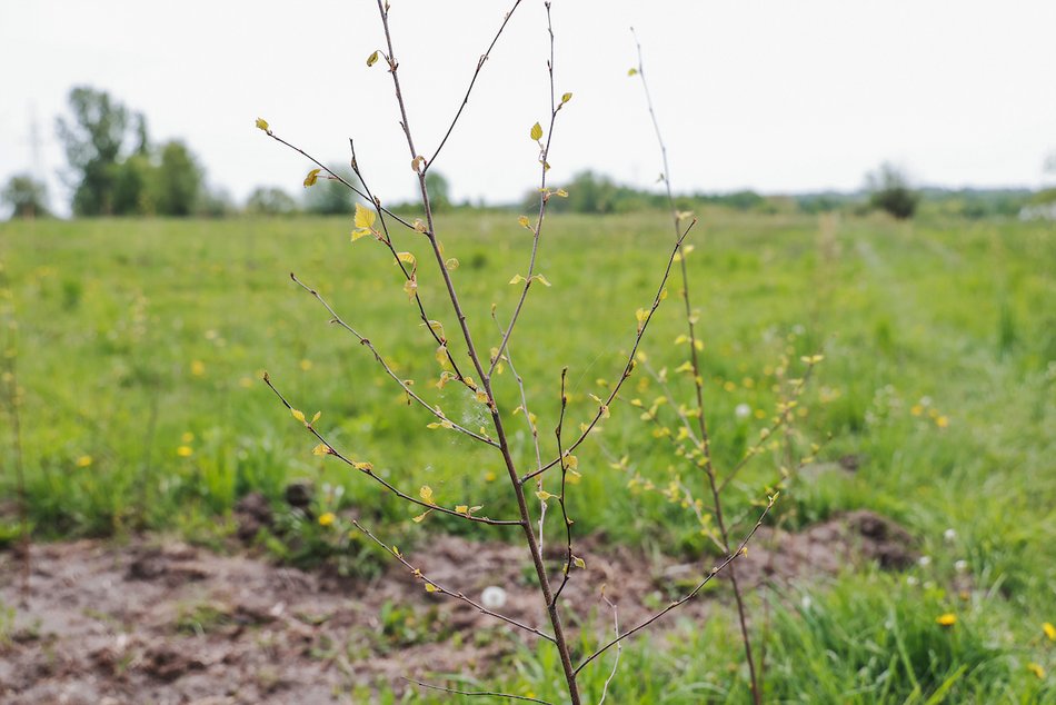 Łódź. Z 15 tysięcy małych sadzonek powstanie prawdziwy gaj!