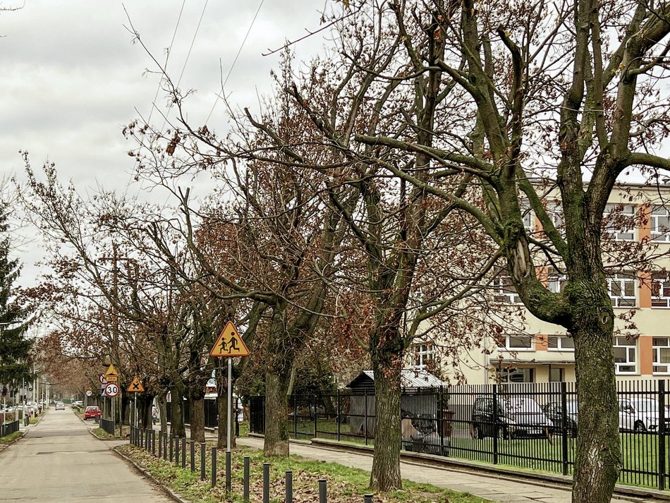 Ulica Socjalna. Drzewa zniszczone przez PGE