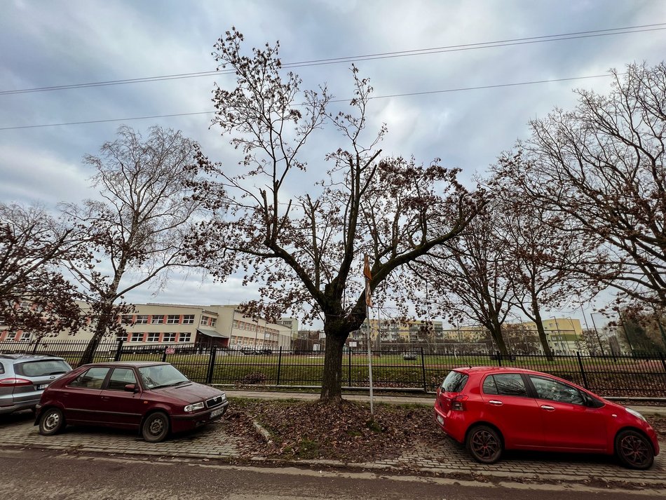Ulica Socjalna. Drzewa zniszczone przez PGE