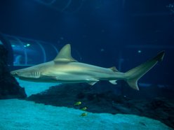 Rekiny w Orientarium Zoo Łódź