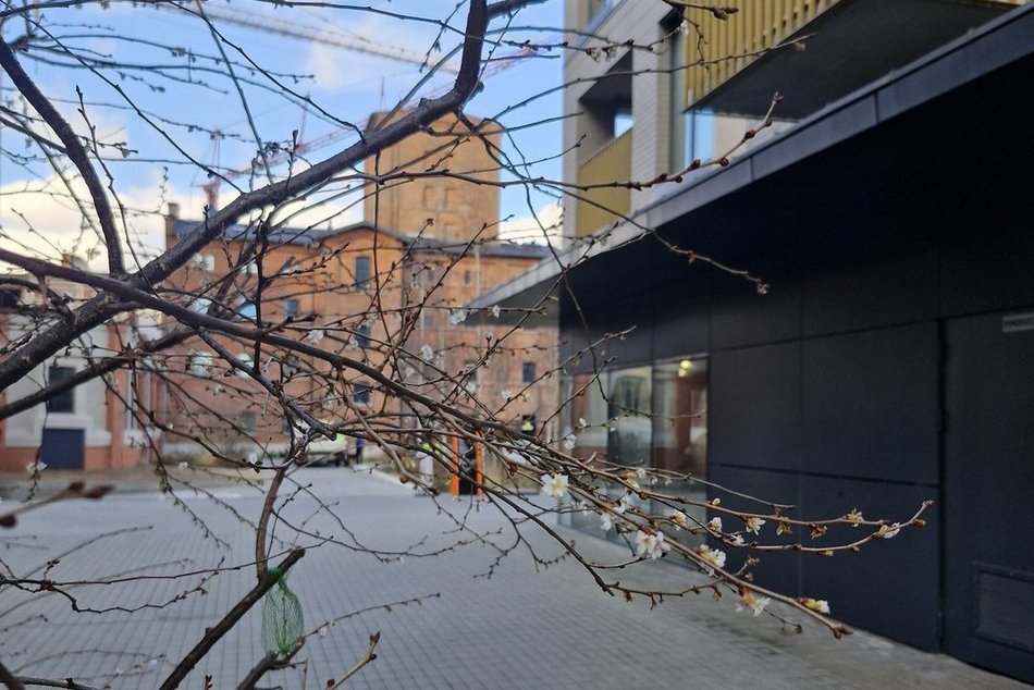 Łódź. Na osiedlu Fuzja kwitną już drzewa