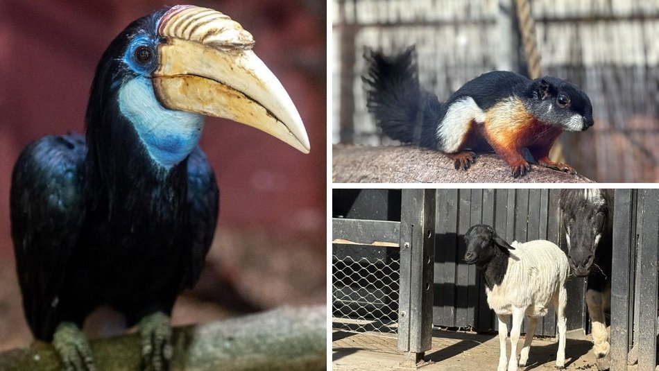 Łódź. Nowe zwierzęta w Orientarium Zoo Łódź. Koniecznie musisz je odwiedzić!