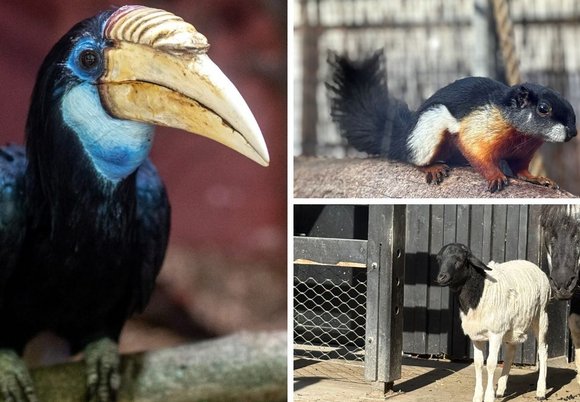 Łódź. Nowe zwierzęta w Orientarium Zoo Łódź. Koniecznie musisz je odwiedzić!