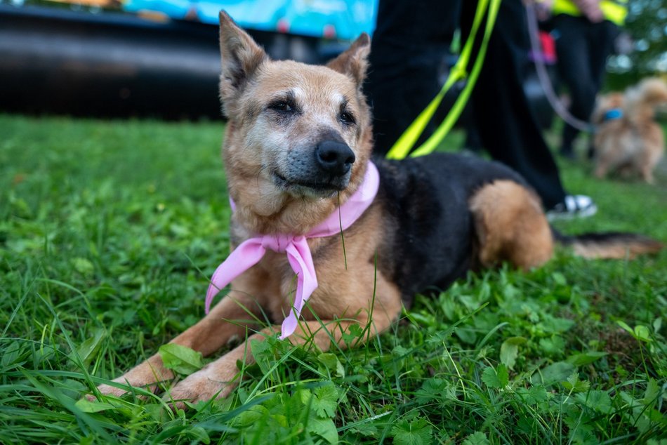 Łódź. Ostatni Psia Polówka w Łodzi za nami. Nic słodszego dziś nie zobaczysz!