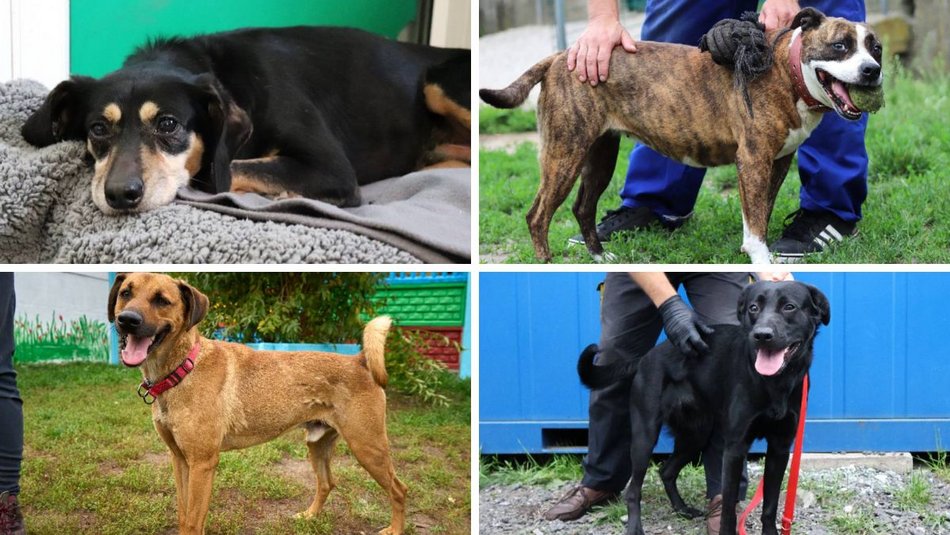 Łódź. Te pieski są w schronisku w Łodzi za długo. Uratuj je przed kolejnymi wakacjami za kratkami!