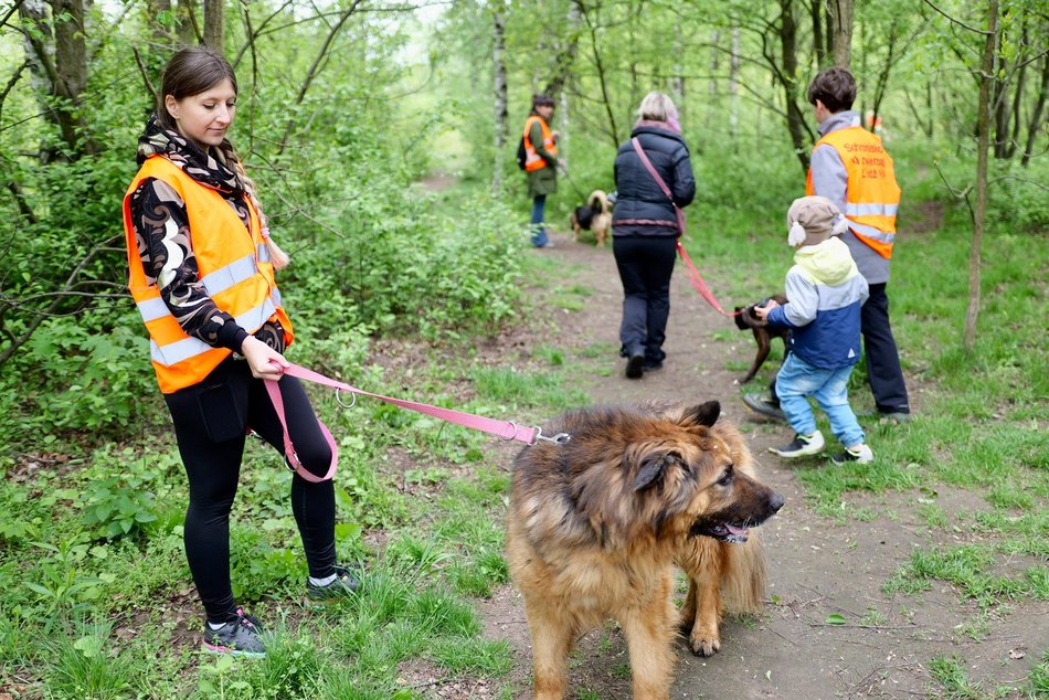 Łódź. Psy ze schroniska w Łodzi na spacerze z Łodzianami! Akcja "WYBIEGAJsŁODZIAKA" ma moc!