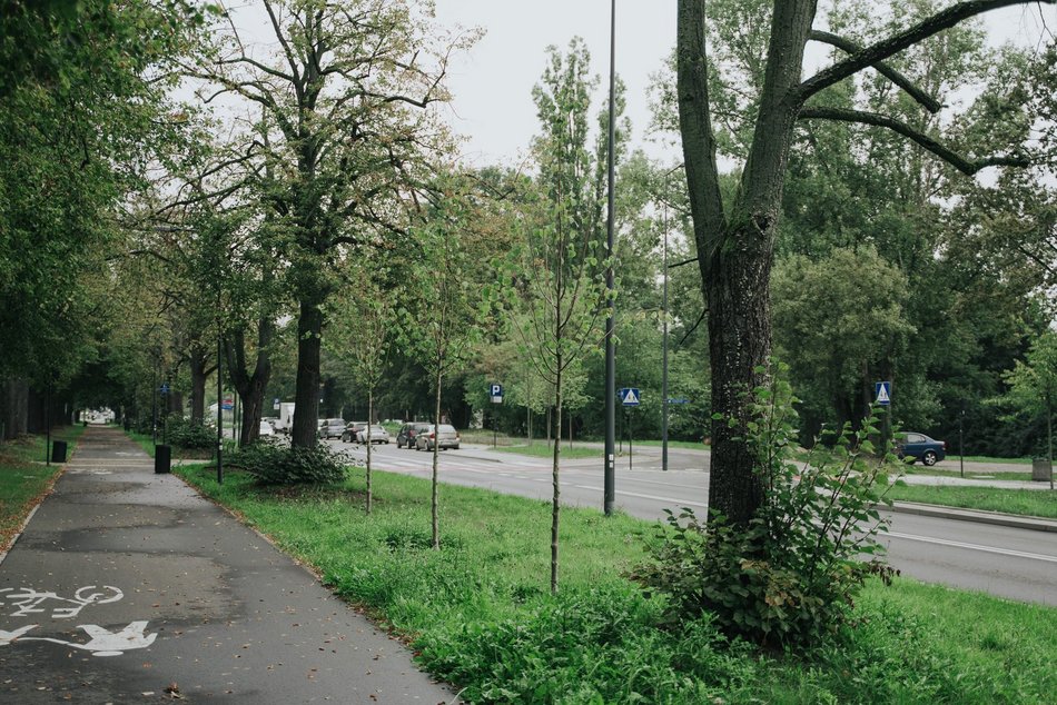 Łódź. Kilkaset nowych drzew przy Wojska Polskiego w Łodzi. Ulica zmienia się w zielony trakt
