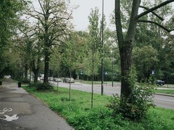 Łódź. Kilkaset nowych drzew przy Wojska Polskiego w Łodzi. Ulica zmienia się w zielony trakt