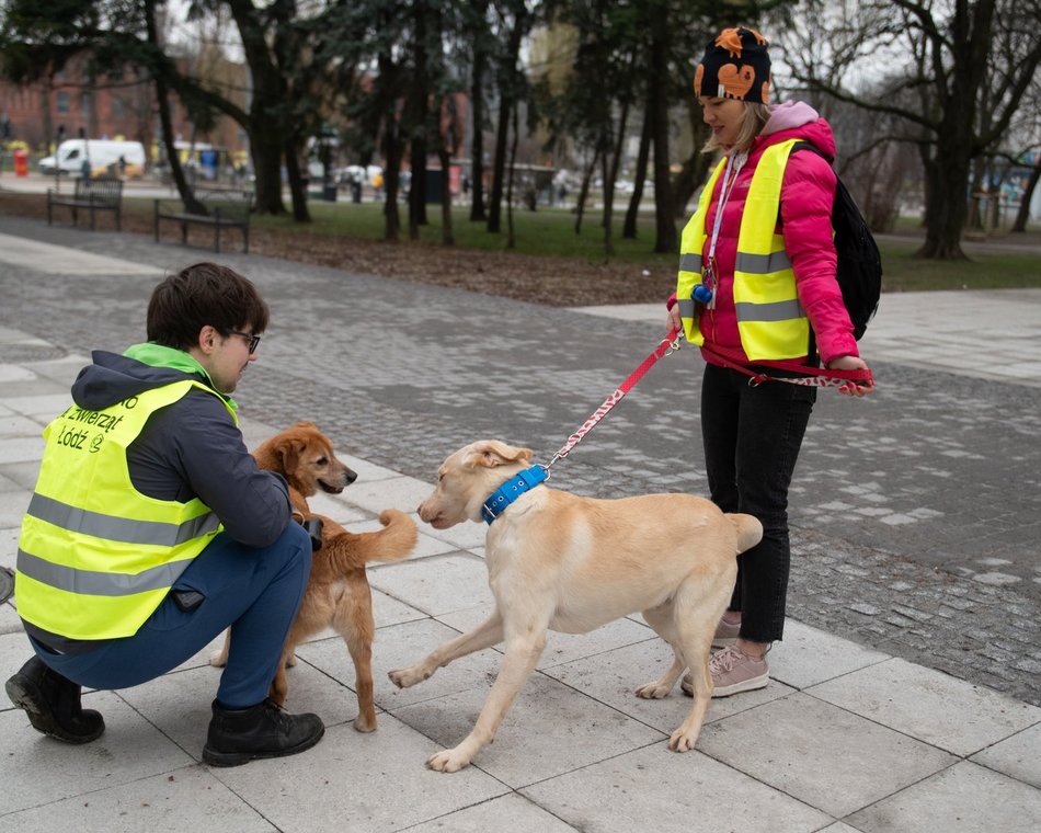 Schronisko w Łodzi z nowymi wolontariuszami