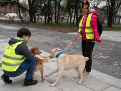 Schronisko w Łodzi z nowymi wolontariuszami