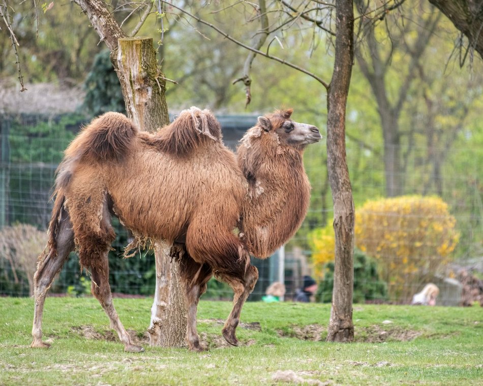 Zwierzęta - Orientarium Zoo Łódź