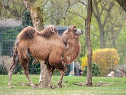 Zwierzęta - Orientarium Zoo Łódź