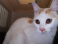 Ta urocza dama czeka na kochający dom w schronisku w Łodzi. Zabierzesz Daylę do siebie?