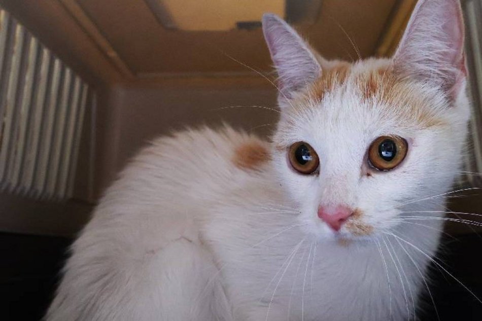 Ta urocza dama czeka na kochający dom w schronisku w Łodzi. Zabierzesz Daylę do siebie?