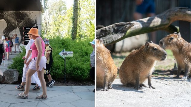 Dzień Kapibary w Orientarium Zoo Łódź. Bohaterki memów świętują z odwiedzającymi [ZDJĘCIA]