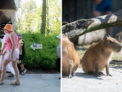 Dzień Kapibary w Orientarium Zoo Łódź