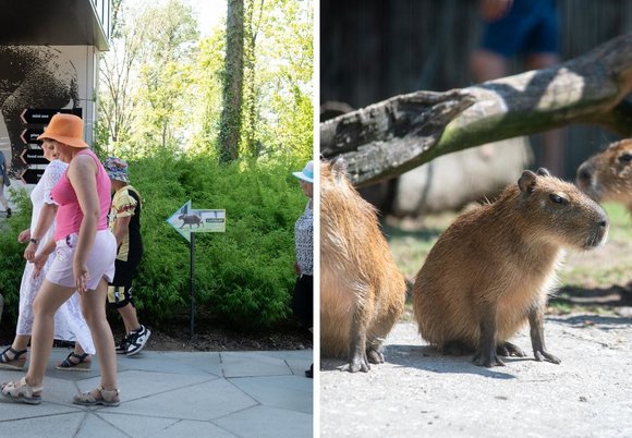 Dzień Kapibary w Orientarium Zoo Łódź