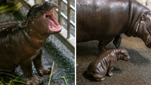 Mały hipopotam urodził się w Orientarium Zoo Łódź. To historyczny dzień! [ZDJĘCIA]