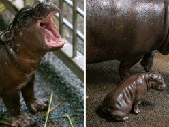 Mały hipopotam