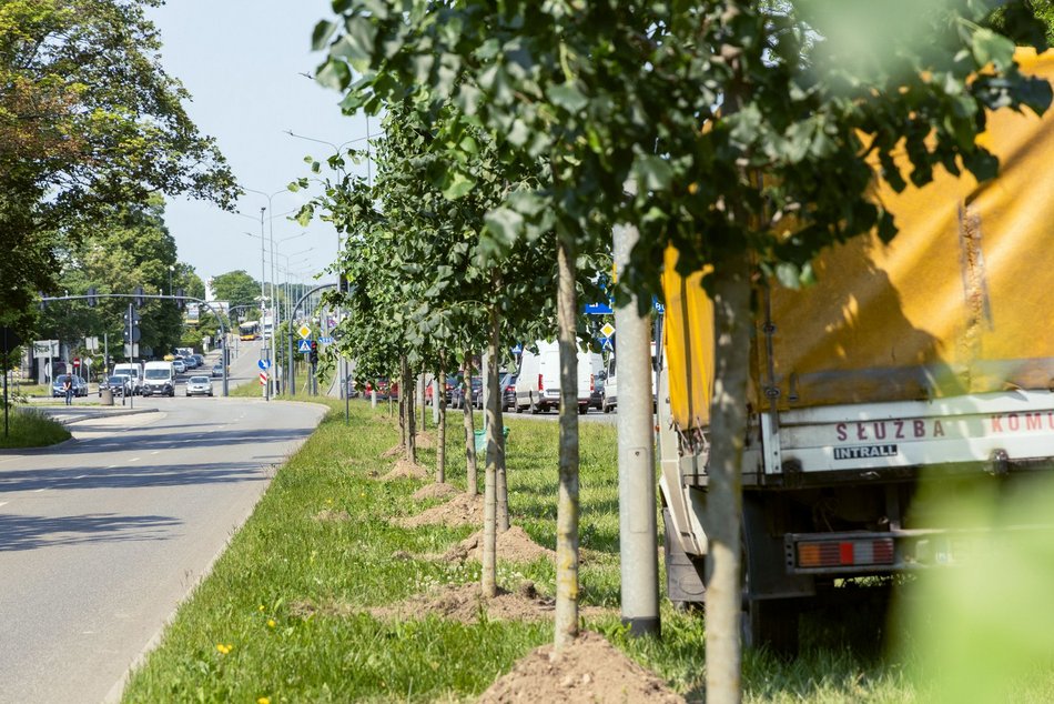 Łódź. Inflancka w Łodzi jeszcze bardziej zielona. Przybędzie aż 56 drzew!