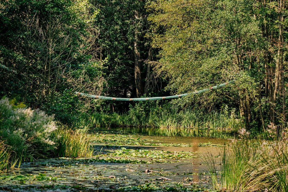 Łódź. Wiewiórki w Łodzi przygotowują się na zimę. Sprawdź, jak im w tym pomóc
