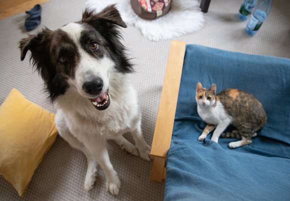 PetExpo 2025 w Łodzi. Największe targi zoologiczne w Polsce