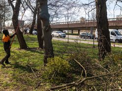 Łódź. Wiosenna pielęgnacja drzew w Łodzi. Dlaczego jest potrzebna?