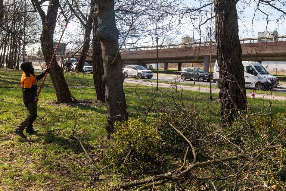 Łódź. Wiosenna pielęgnacja drzew w Łodzi. Dlaczego jest potrzebna?