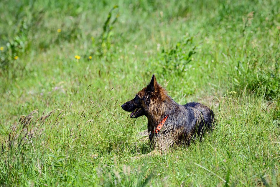 Łódź. Psiejski spacer na Uroczysku Lublinek w Łodzi. Kolejna odsłona wyjątkowej inicjatywy