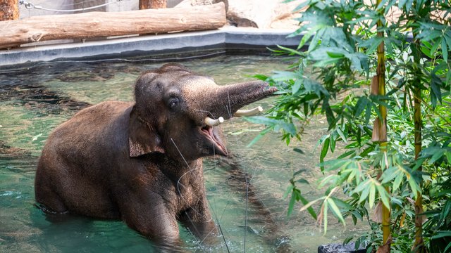 Nowy słoń w Orientarium Zoo Łódź! Kyan to syn znanego już Alexandra [ZDJĘCIA,WIDEO]