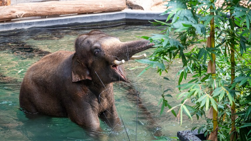 Nowy słoń przyjechał do Orientarium Zoo Łódź! Kyan to syn znanego już Alexandra - fot. Paweł Łacheta