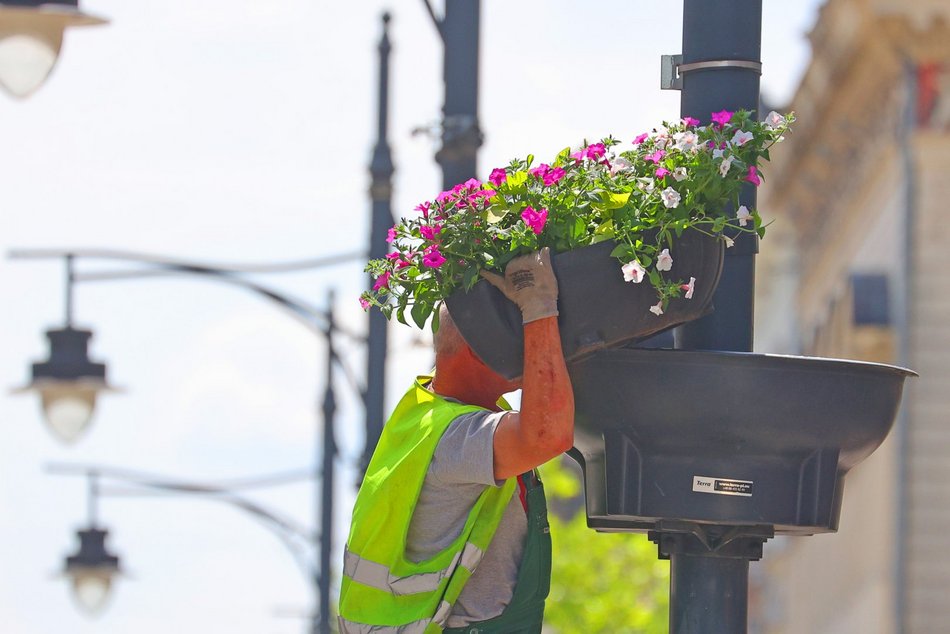 Na Piotrkowskiej i w okolicy sadzą kolorowe rośliny