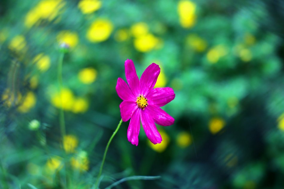 Ogród społeczny przy ul. Pomorskiej 81