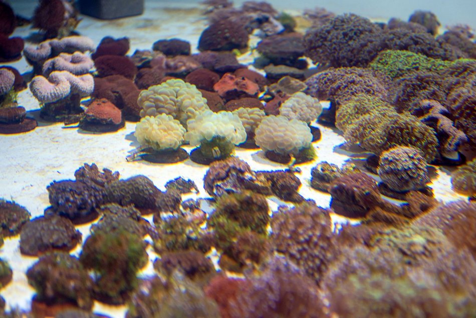 Łódź. Największy przemyt w historii udaremniony! Niemal 1000 koralowców uratowanych przez Orientarium