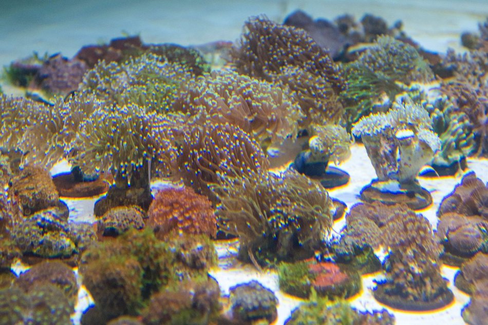 Łódź. Największy przemyt w historii udaremniony! Niemal 1000 koralowców uratowanych przez Orientarium