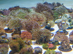 Łódź. Największy przemyt w historii udaremniony! Niemal 1000 koralowców uratowanych przez Orientarium