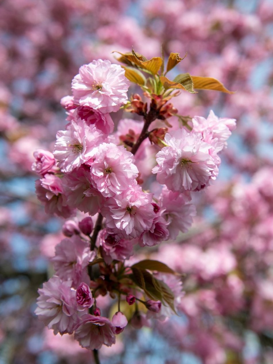 Zjawiskowy woonerf 6 sierpnia w Łodzi w wiosennych szatach! Rozkwitły wiśnie kanzan!