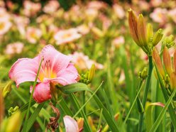 Łódź. Liliowce zachwycają w Ogrodzie Botanicznym w Łodzi. Widok zapierający dech!
