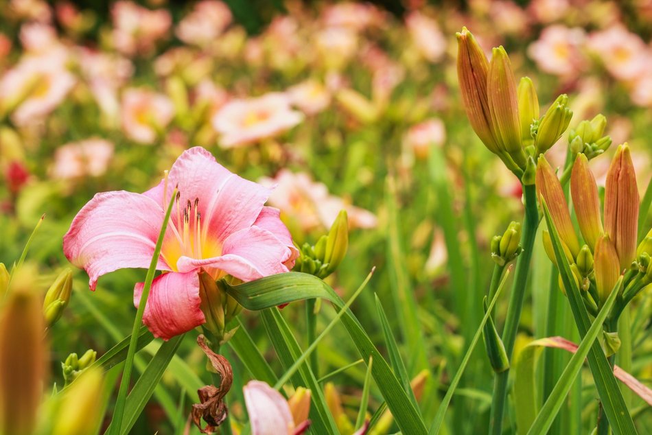 Łódź. Liliowce zachwycają w Ogrodzie Botanicznym w Łodzi. Widok zapierający dech!