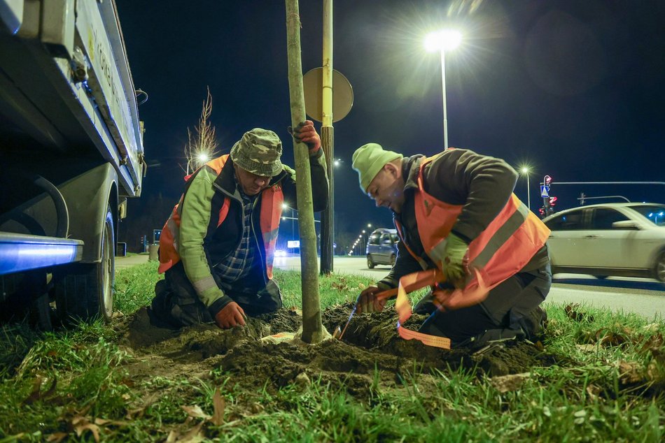 Łódź. Nowe drzewa przy Jana Pawła II