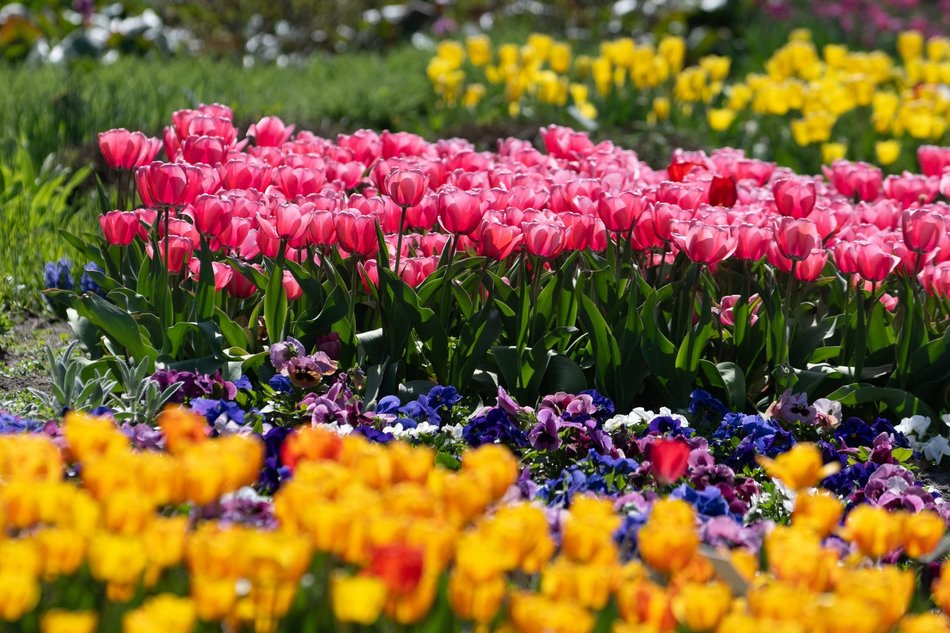 Łódź. Tysiące tulipanów w Ogrodzie Botanicznym w Łodzi. Przyjdź i zobacz je na własne oczy!