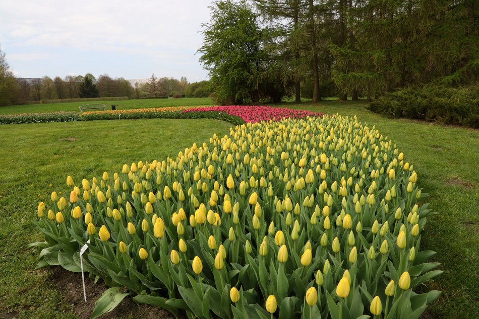 Ponad 50 tys. tulipanów możemy zobaczyć w Ogrodzie Botanicznym w Łodzi!