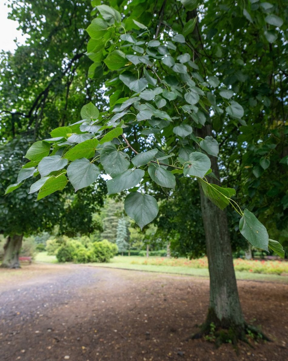 Łódź. Lipowa aleja w parku na Zdrowiu. Zielone serce Łodzi