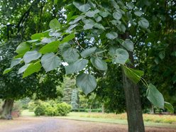 Łódź. Lipowa aleja w parku na Zdrowiu. Zielone serce Łodzi